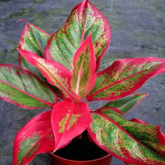 その他観葉植物 Aglaonema 3Colors Siam Aorora Aglaonema Siam Aurora XL Starter Plant **(ALL Plants Require You