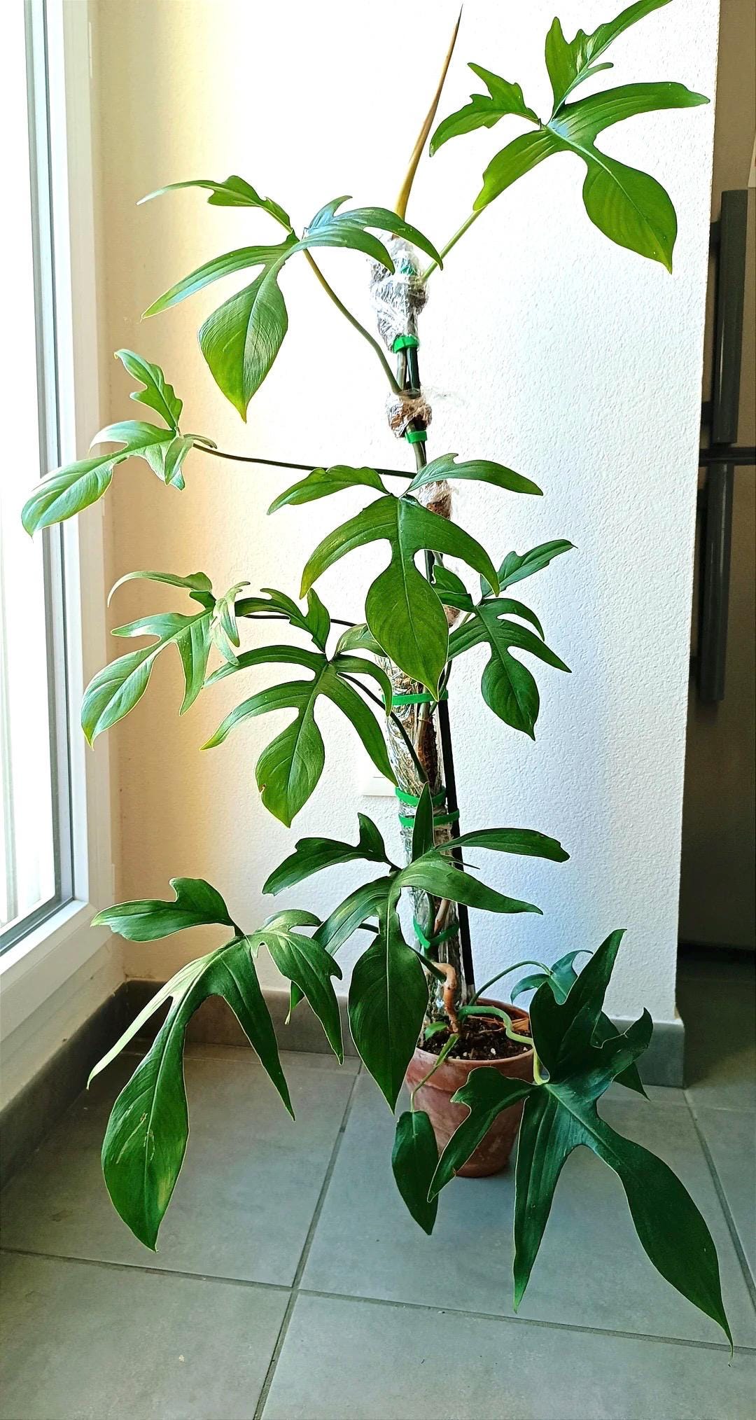 wasabia japonica plant Authentic Wasabia Japonica Plants | Real Wasabi