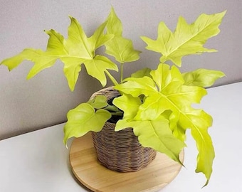 philodendron warscewiczii aurea flavum Starter Plant (ALL STARTER PLANTS require you to purchase 2 plants!)**