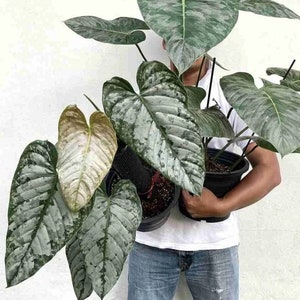 Philodendron “Brandi” 4”  plant **(ALL plants require you to purchase ANY 2 plants!)**