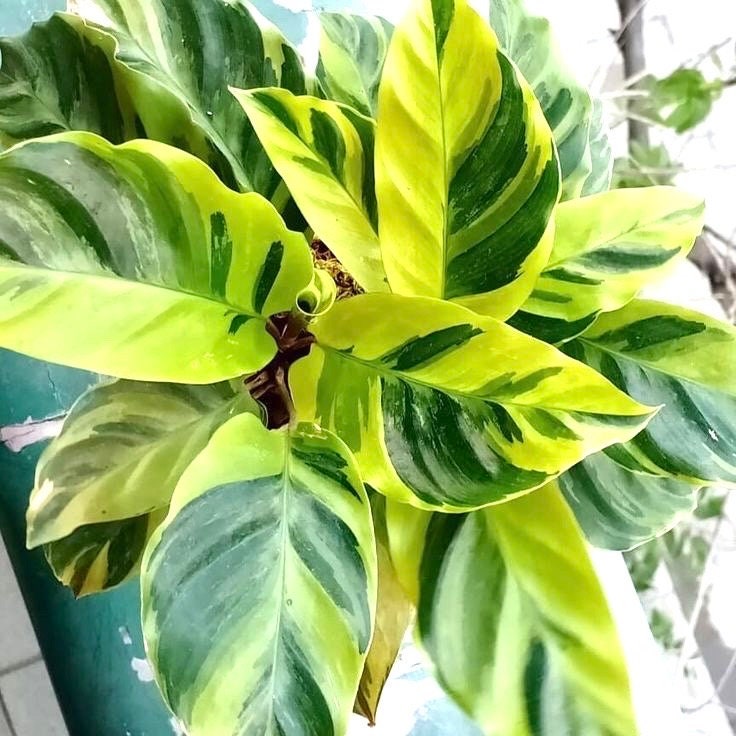 Calathea Louisae Thai beauty starter plant **(ALL plants require you to  purchase ANY 2 plants!)**