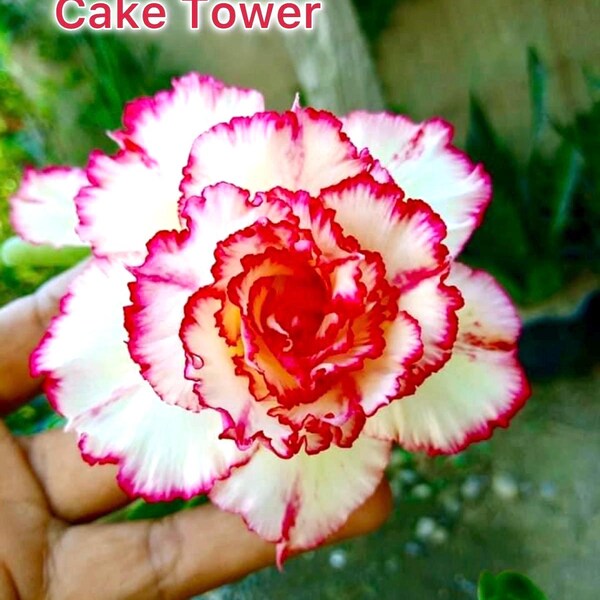 Dessert Rose Plant - Etsy