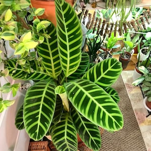 Calathea Zebrina starter plant **(ALL plants require you to purchase ANY 2 plants!)**