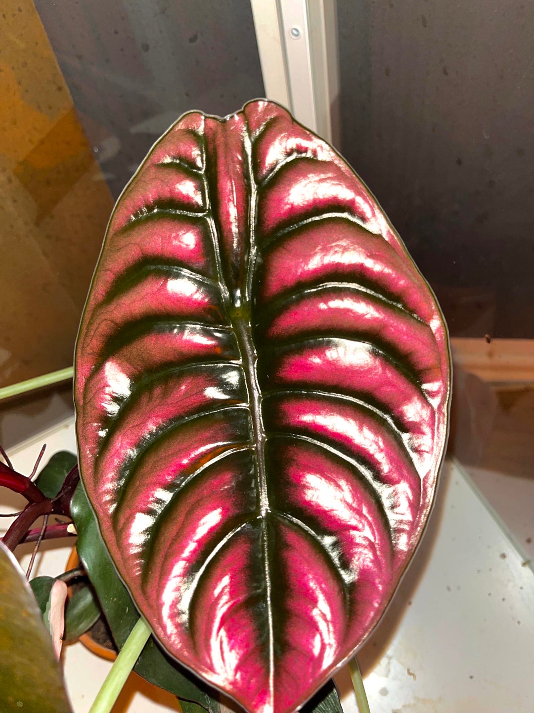 Alocasia Cuprea Red Secret Starter Plant **(ALL Plants Require You