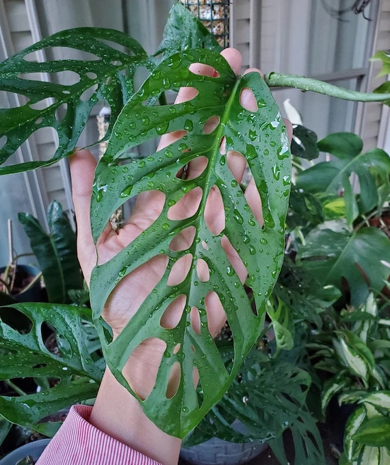 Monstera Friedrichsthalii Starter Plant **(ALL Plants Require You