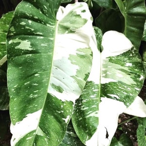 Philodendron Jose Buono starter plant **(ALL plants require you to purchase ANY 2 plants!)**