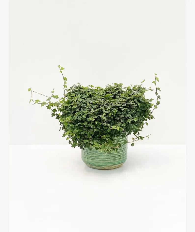 String of Frogs Vining 4” plant **(ALL plants require you to purchase ANY 2 plants!)**