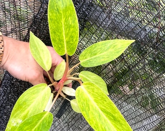 Philodendron Painted Lady Large starter plant **(ALL plants require you to purchase ANY 2 plants!)**