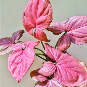 Syngonium pink perfection starter plant **(ALL plants require you to purchase ANY 2 plants!)**