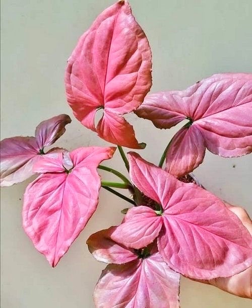 Syngonium pink perfection starter plant **(ALL plants require you to purchase ANY 2 plants!)**