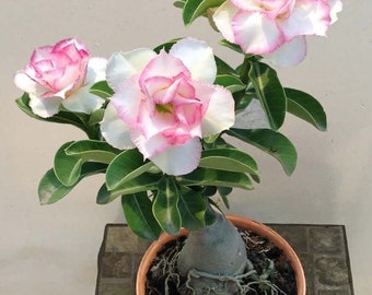 Desert rose White adenium obesum starter plant **(ALL plants require you to purchase ANY 2 plants!)**