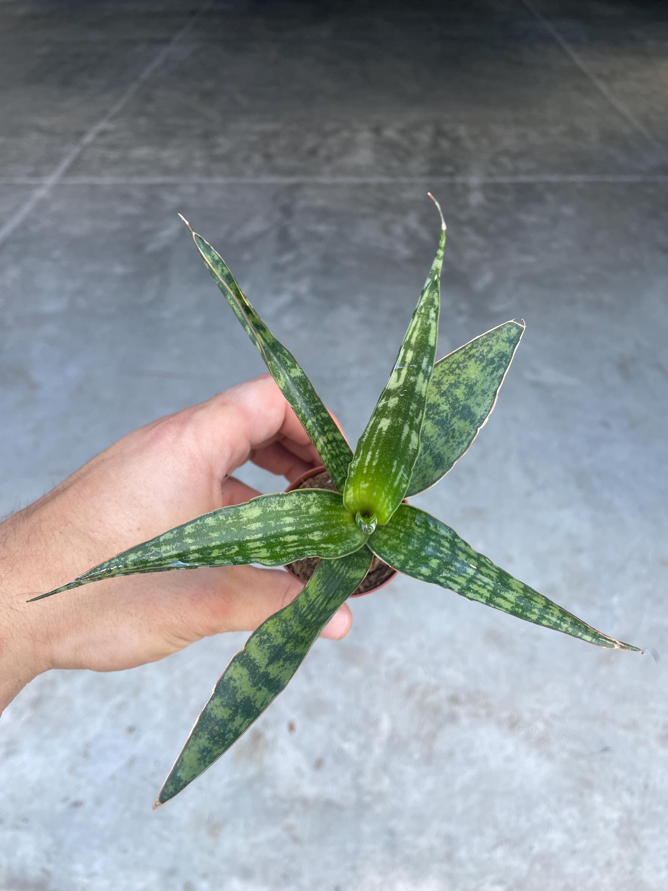 Sansevieria Tiger Crown Succulent Starter Plant **(ALL Plants Require You  to Purchase ANY 2 Plants!)** - Etsy