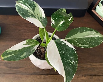 Philodendron White Wizard starter plant **(ALL plants require you to purchase ANY 2 plants!)**