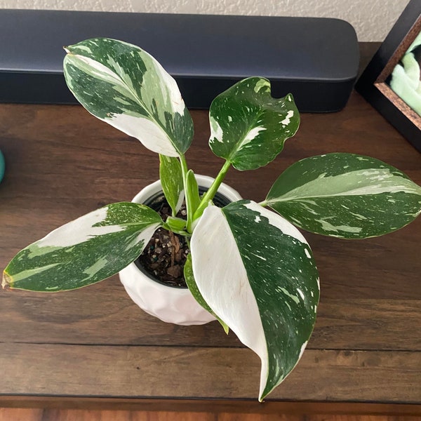 Philodendron White Wizard starter plant **(ALL plants require you to purchase ANY 2 plants!)**