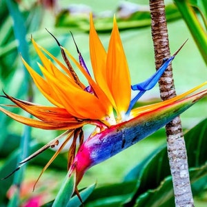 Orange bird of paradise starter plant **(ALL plants require you to purchase ANY 2 plants!)**