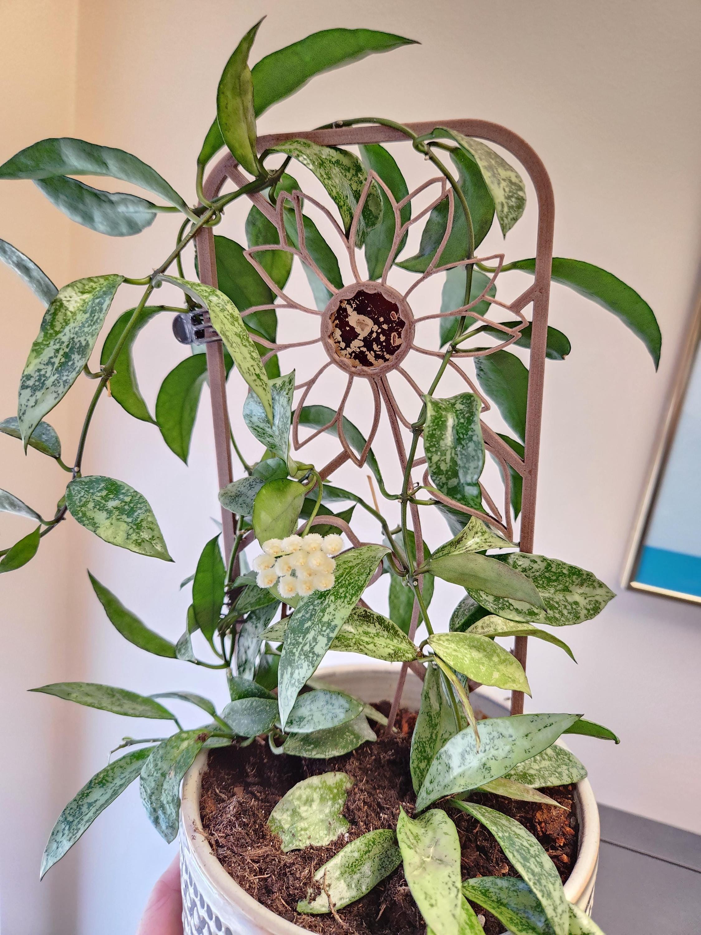 【在庫あり/即出荷可】 Hoya Etsy - Violet Lacunosa その他観葉植物