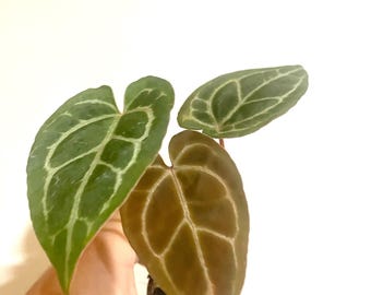 アンスリウム　NAPO x RVDP アンスリウム NAPO x RVDP アンスリウム NAPO x RVDP _Anthurium