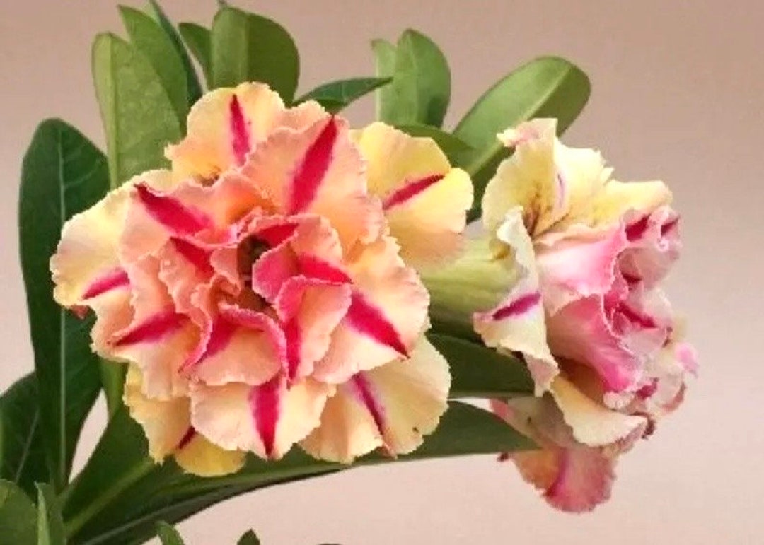 Desert Rose 本体 Desert Rose Cf-22 “adenium Obesum” Rare Flower Starter Plant (ALL