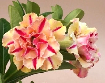 Desert Rose Cf-22 “adenium Obesum” Rare Flower Starter Plant (ALL