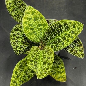 Macodes Petola jewel orchid starter plant **(ALL plants require you to purchase ANY 2 plants!)