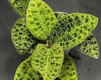 Macodes Petola jewel orchid starter plant **(ALL plants require you to purchase ANY 2 plants!)