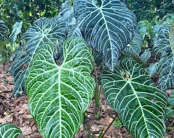 Anthurium Crystallinum X Anthurium AOS Hybrid -tissue Cultured