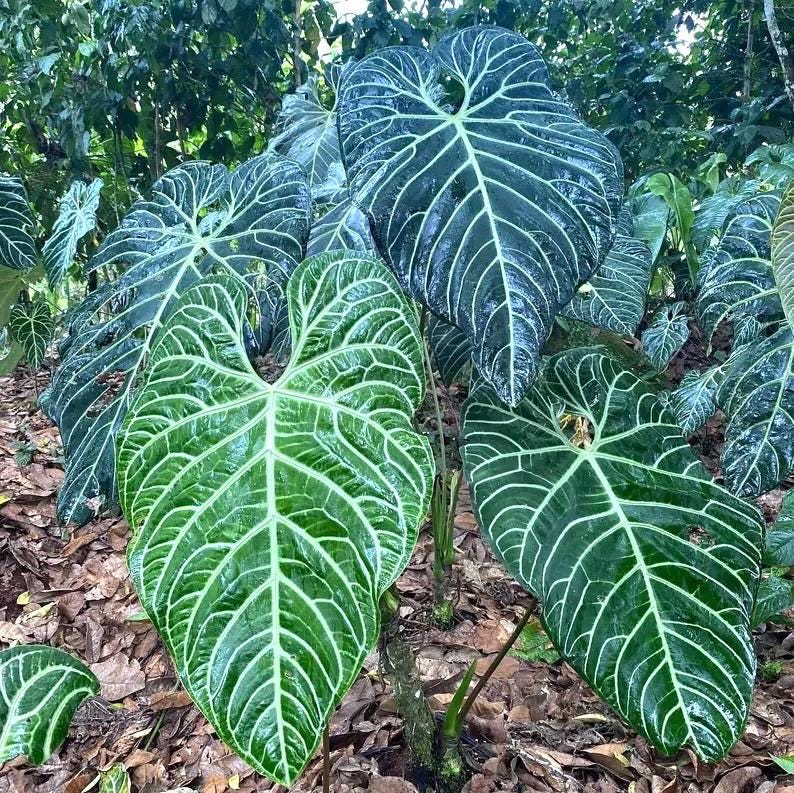 その他観葉植物 Anthurium Regale アンスリウム・レガレ / Anthurium Regale【実生】 / 観葉植物