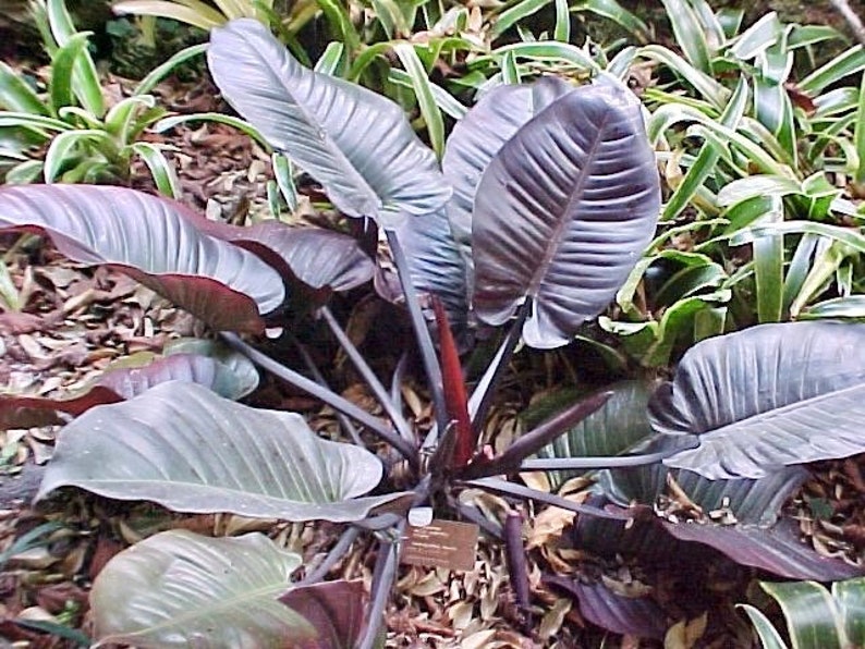 Philodendron Black Cardinal Starter Plant