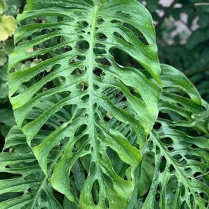 Monstera Acuminata starter plant **(ALL plants require you to purchase ANY 2 plants!)**