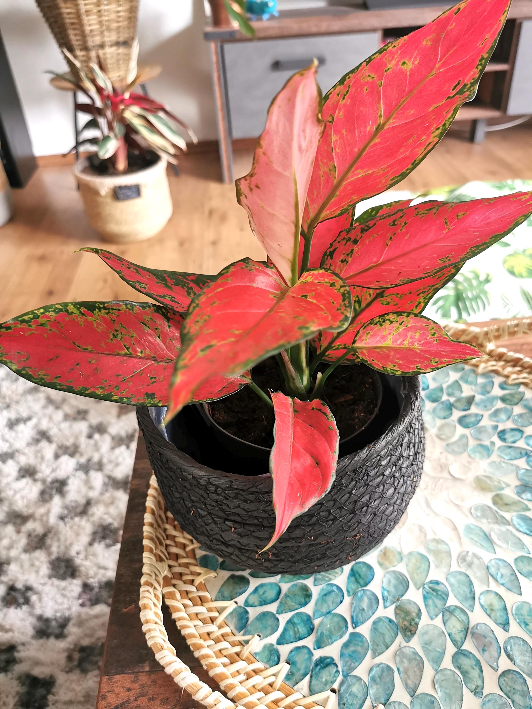 Aglaonema Lucky Red 2” Plant **(ALL Plants Require You to Purchase