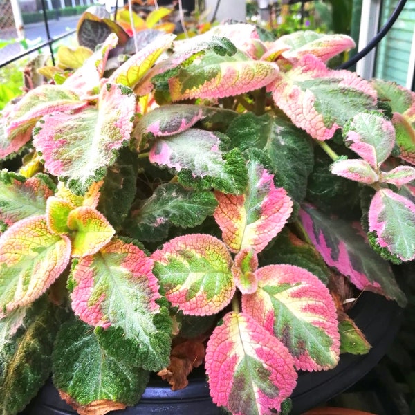 Episcia rose Picasso violette africaine panachée de 5 cm ** (TOUTES les plantes nécessitent l'achat de 2 plantes !) **