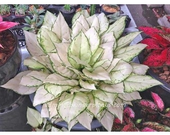 Aglaonema Super white starter plant **(ALL plants require you to purchase ANY 2 plants!)**