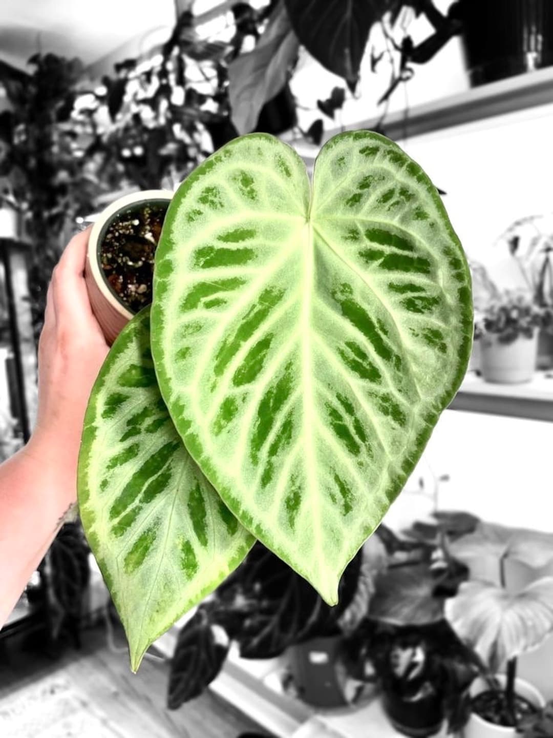 Anthurium Silver Blush Starter Plant **(ALL Plants Require You to