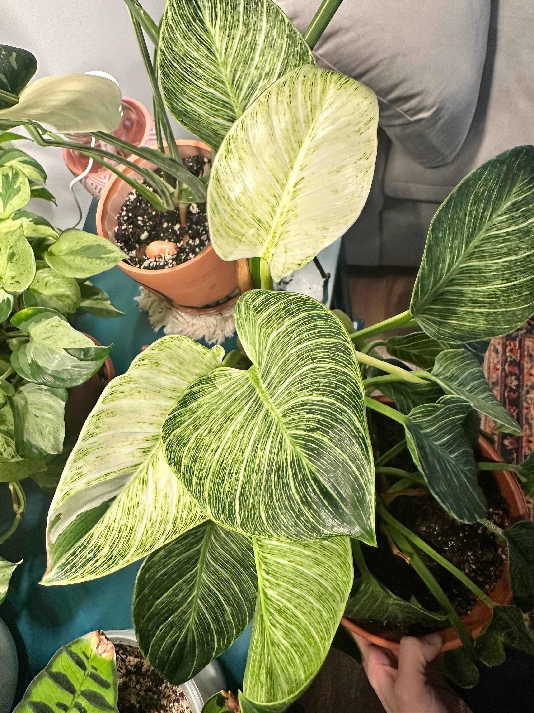 Philodendron Birkin Galaxy Starter Plant **(ALL Plants Require You