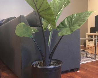 Alocasia Black stem starter plant **(ALL plants require you to purchase ANY 2 plants!)**