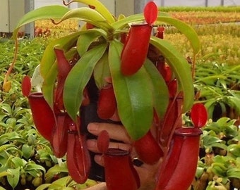 Nepenthes Lady Luck starter plant **(ALL plants require you to purchase ANY 2 plants!)**