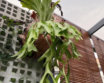 P.Neptune (stemaria x elephantotis)②　@bikamori.com ネプチューン ESTABLISHED Platycerium Neptune (Hybrid) on Plaque