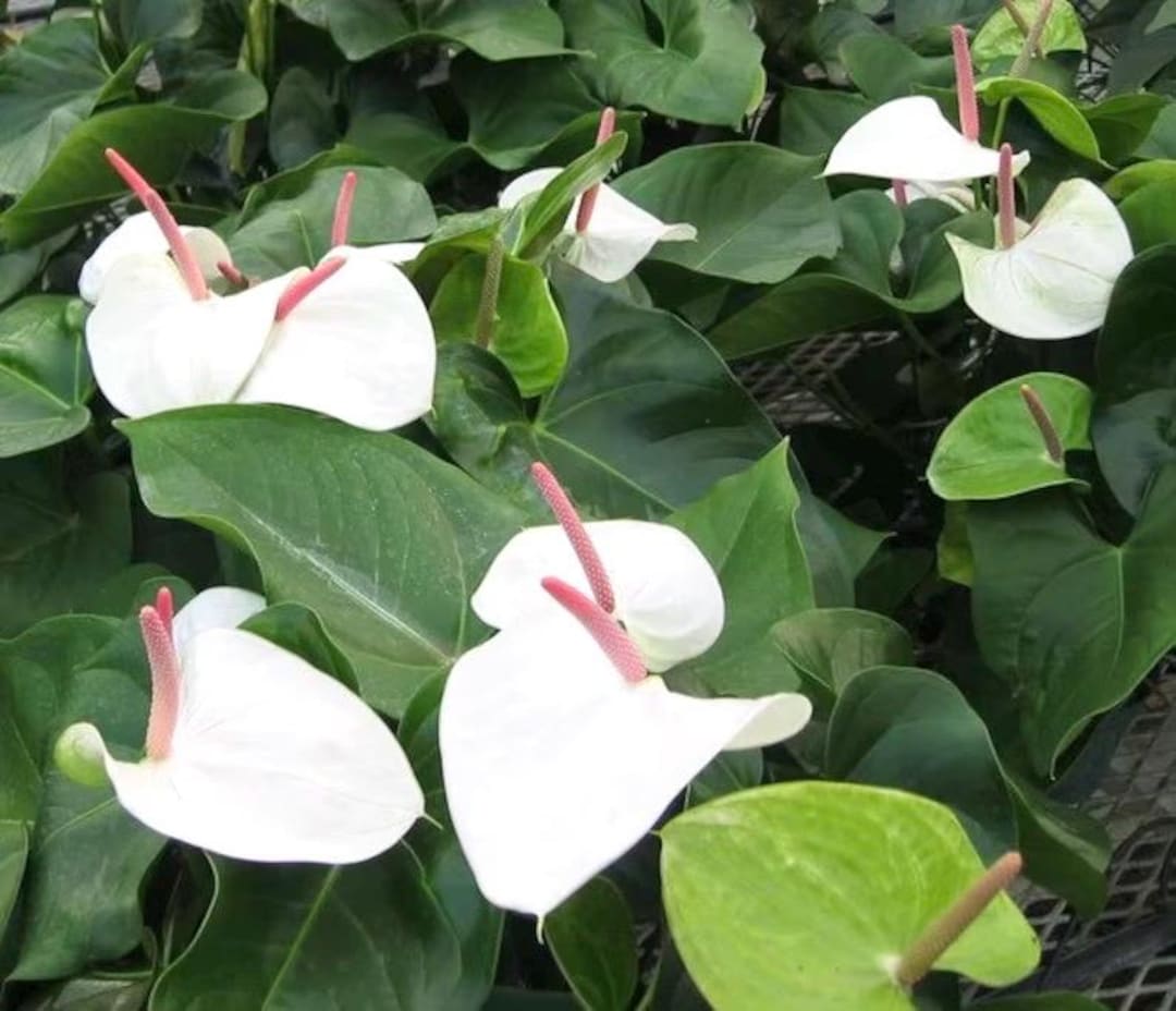Anthurium White Heart 2” Plant **(ALL Plants Require You to