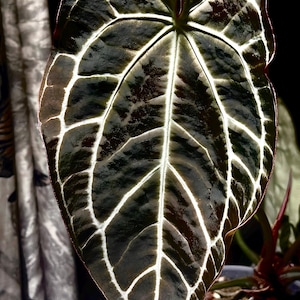 Anthurium Crystallinum Black form starter plant **(ALL plants require you to purchase ANY 2 plants!)**