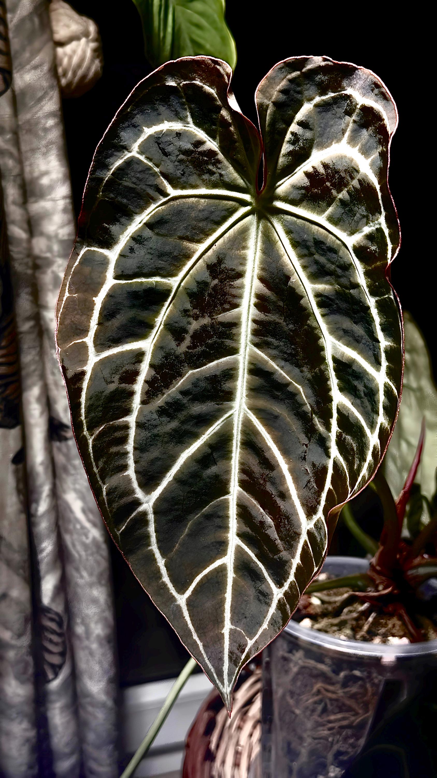 Anthurium Dark Phoenix - Etsy Anthurium Dark Phoenix - Etsy