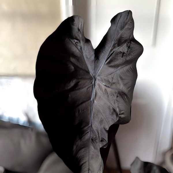 Colocasia black magic starter plant **(ALL plants require you to purchase ANY 2 plants!)**