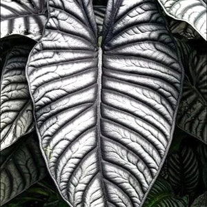 Alocasia Nebula imperialis starter plant **(ALL plants require you to purchase ANY 2 plants!)**