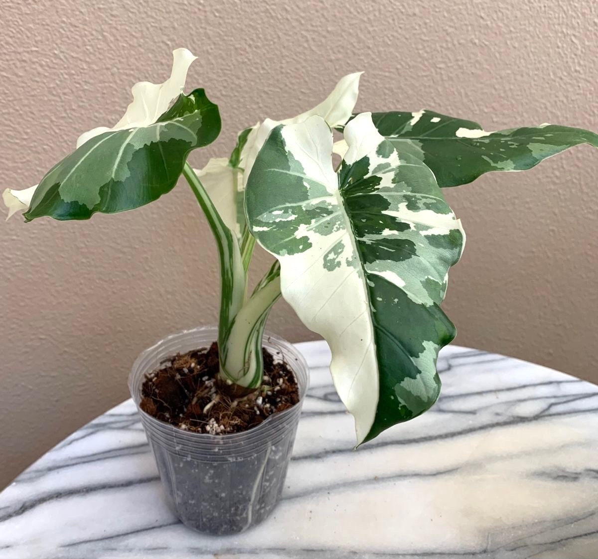Alocasia Okinawa Silver Plants - Etsy
