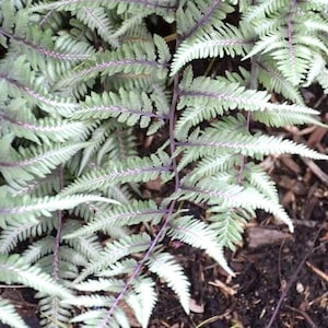 Athyrium Godzilla Japanese painted fern starter plant **(ALL plants require you to purchase ANY 2 plants!)**