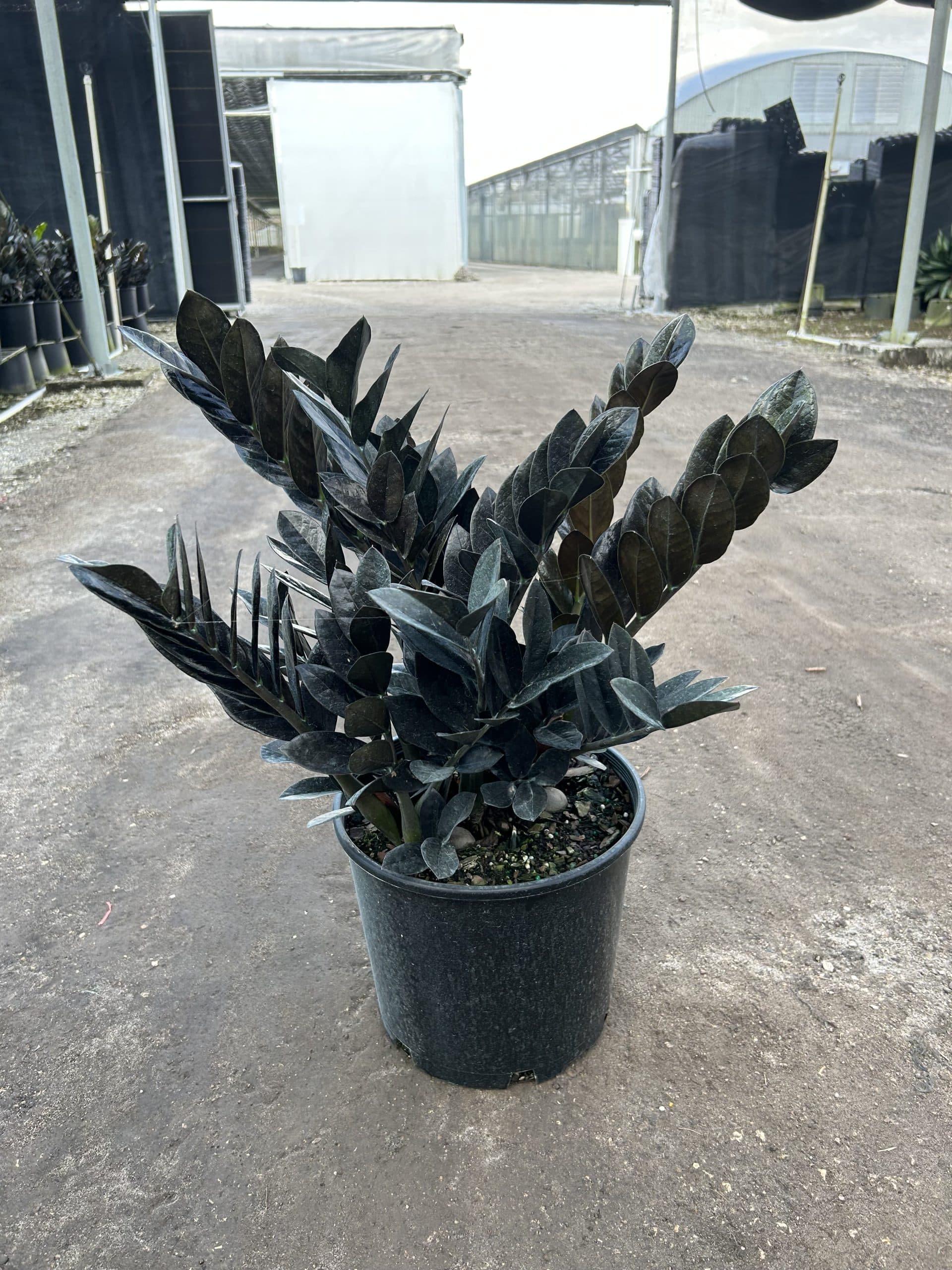 その他観葉植物 zamioculcas zamiifolia raven black pink Zamioculcas Zamiifolia Raven Black Pink Orange Variegated