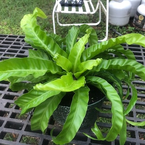 Asplenium antiquum hurricane fern unique 2” plant **(ALL plants require you to purchase ANY 2 plants!)**