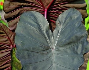 Colocasia Diamond Head starter plant **(ALL plants require you to purchase ANY 2 plants!)**