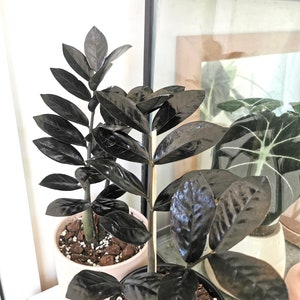 Black Nova queen ZZ  starter plant **(ALL plants require you to purchase ANY 2 plants!)**