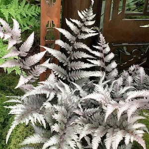 Japanese Silver metallic fern 4” plant **(ALL plants require you to purchase ANY 2 plants!)**