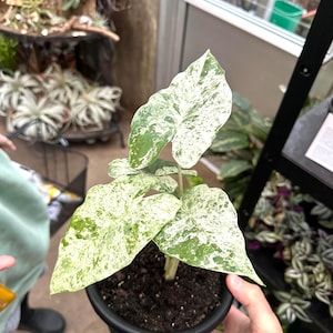 Alocasia Macrorrhiza variegated blizzard rare 2” plant **(ALL plants require you to purchase ANY 2 plants!)**